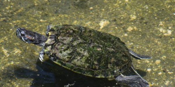 Encounter Turtles in Oahu Snorkeling Escapades