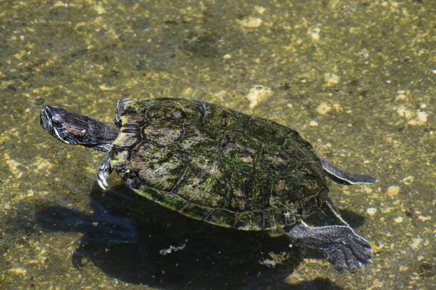 Encounter Turtles in Oahu Snorkeling Escapades